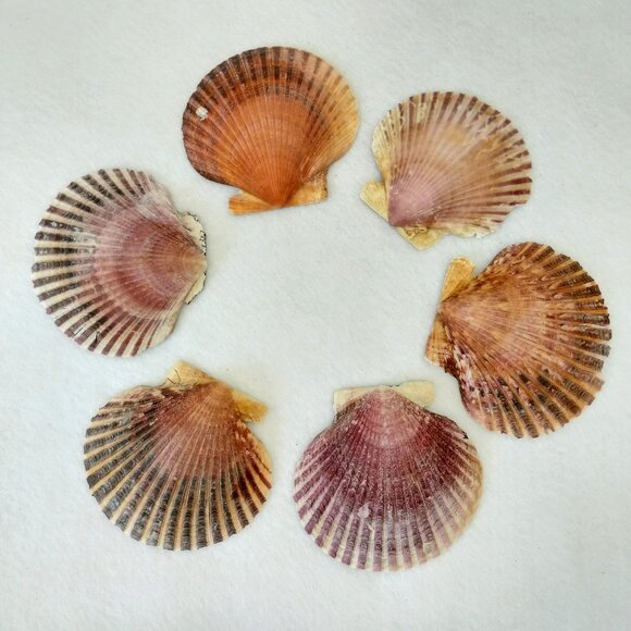 Real French Scallop Shell Serving Dishes Set of 6 Dinner Party Seafood Colorful. - Picture 1 of 10